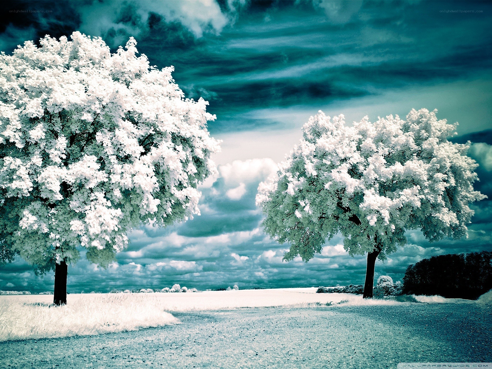Infrared trees in a field