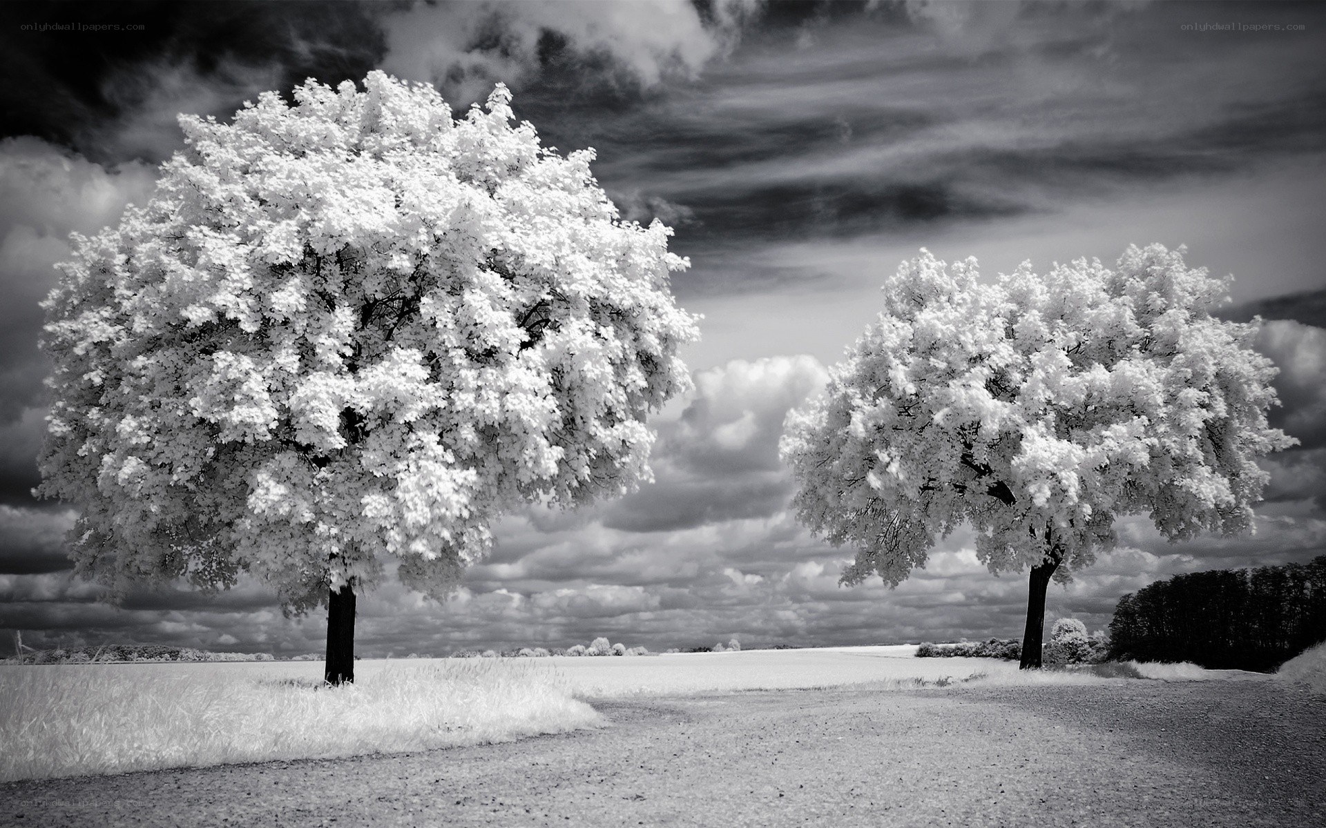Infrared trees in a field