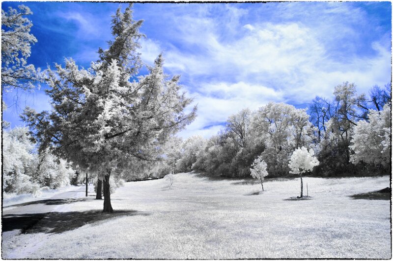 Infrared Trees in Field — Blue