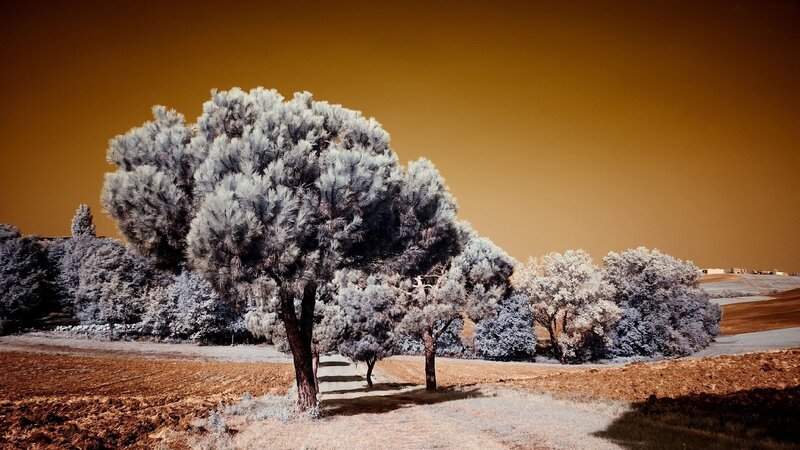 Infrared Trees in Field — Brown, Dramatic