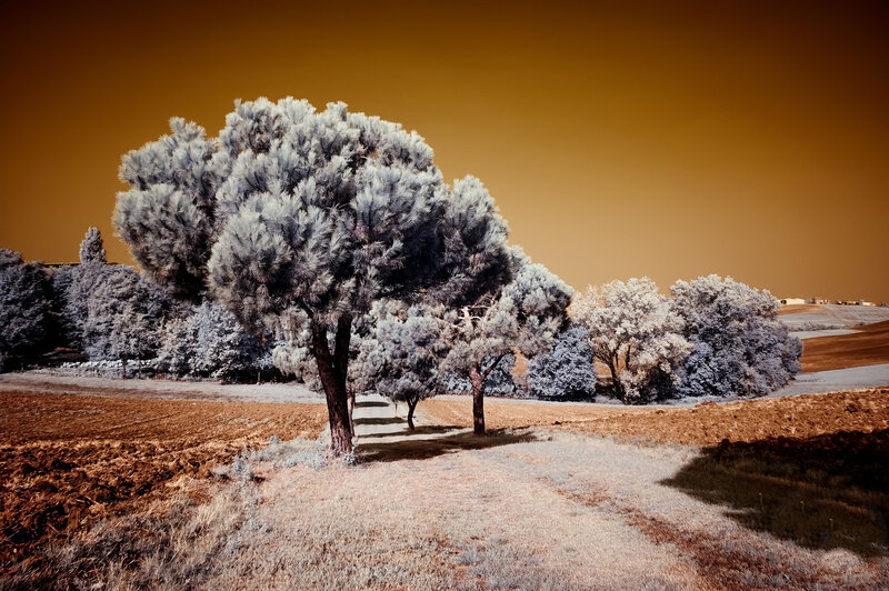 Infrared Trees in Field — Brown