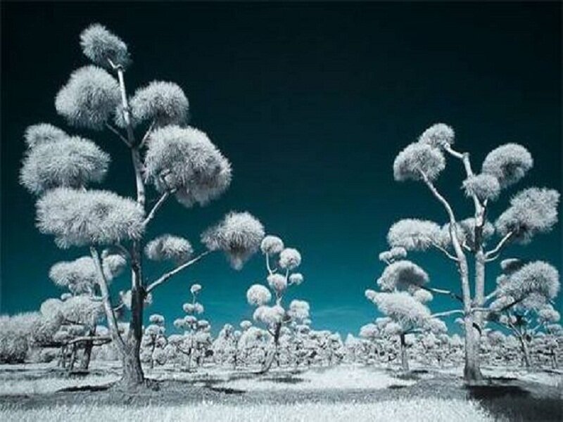 Infrared Trees in Field
