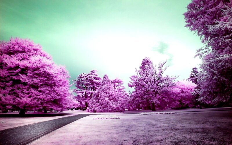Infrared Trees in Park