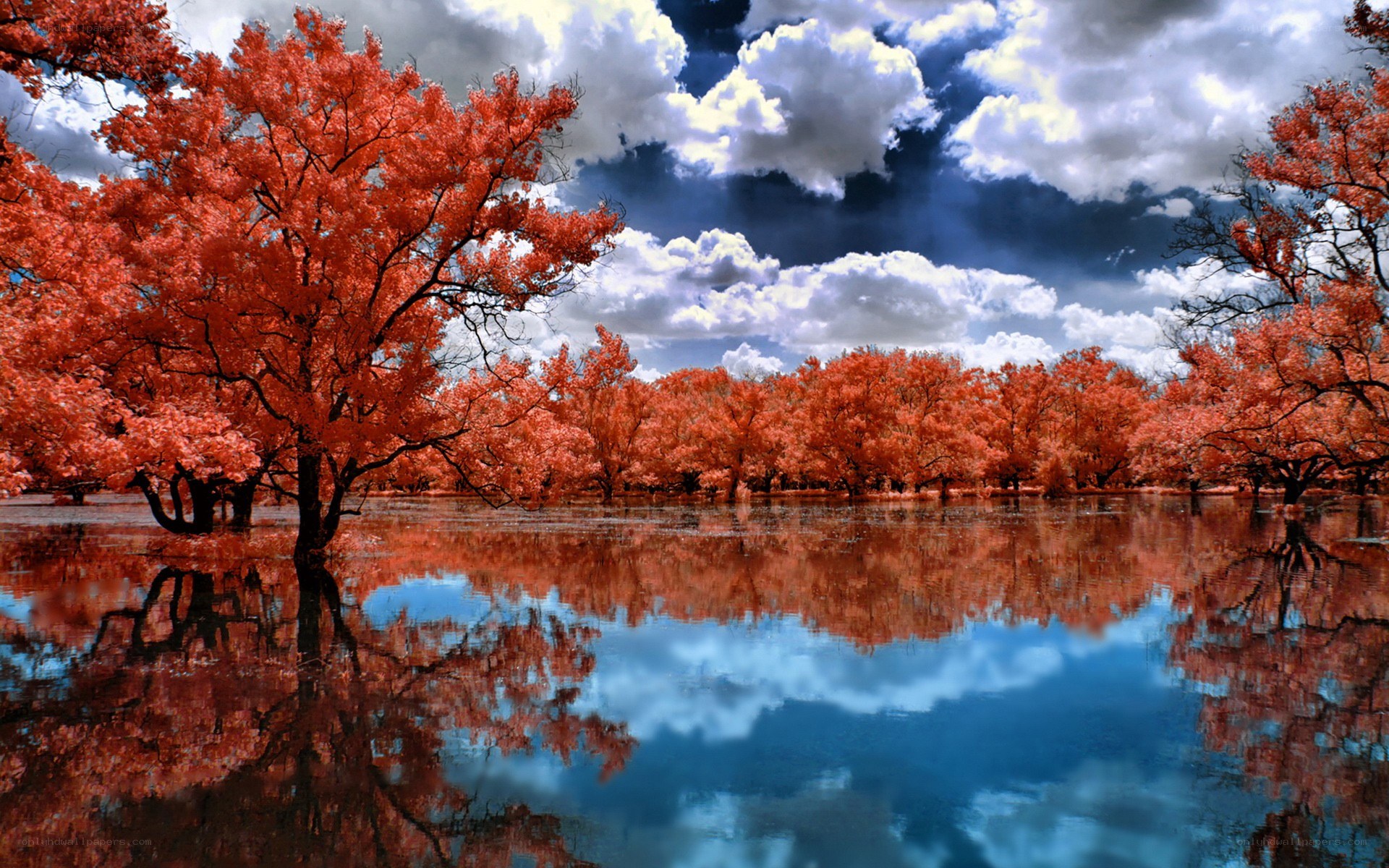 Infrared trees reflected in water