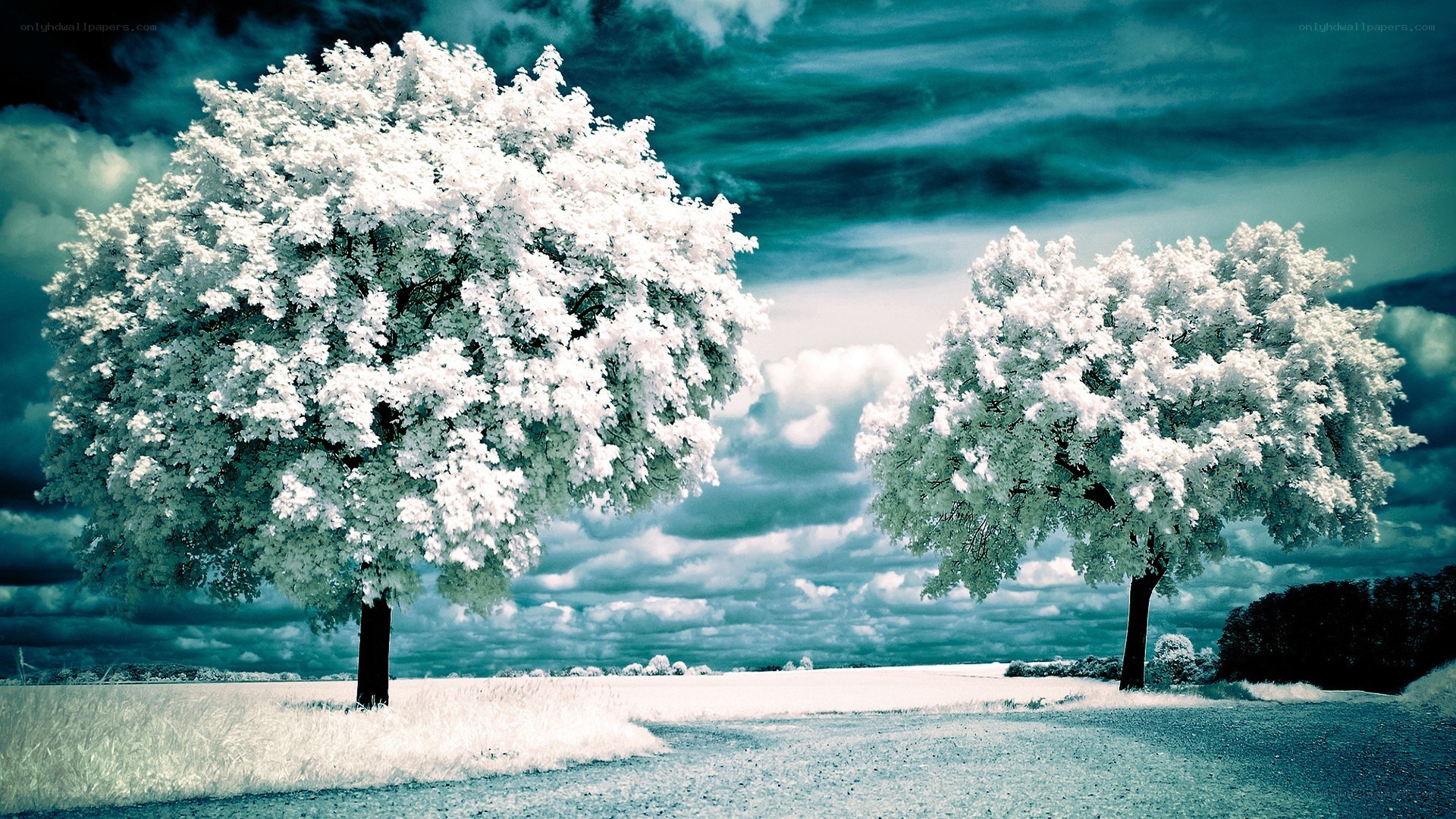 Infrared trees under cloudy sky