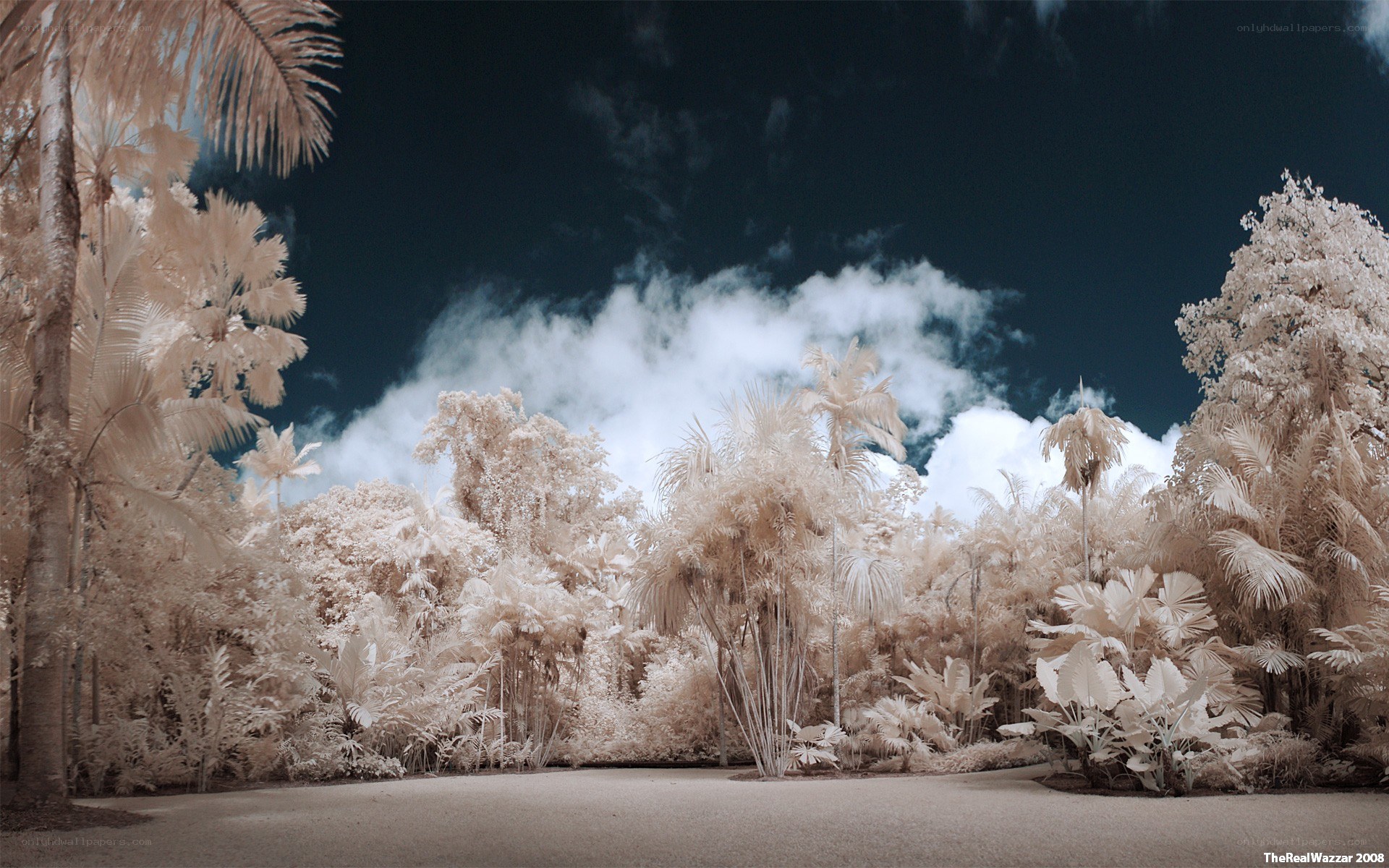Infrared tropical forest scene