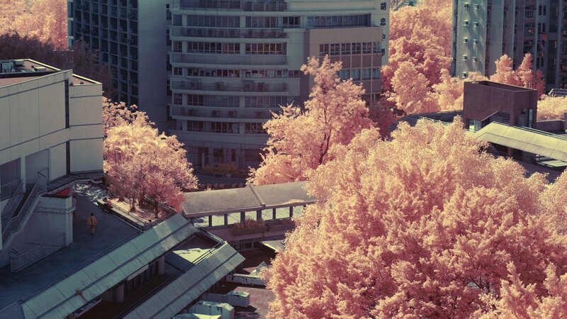 Infrared view of campus trees