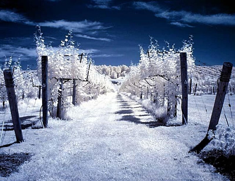 Infrared Vineyard Path
