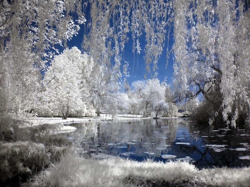 Infrared Willow Trees