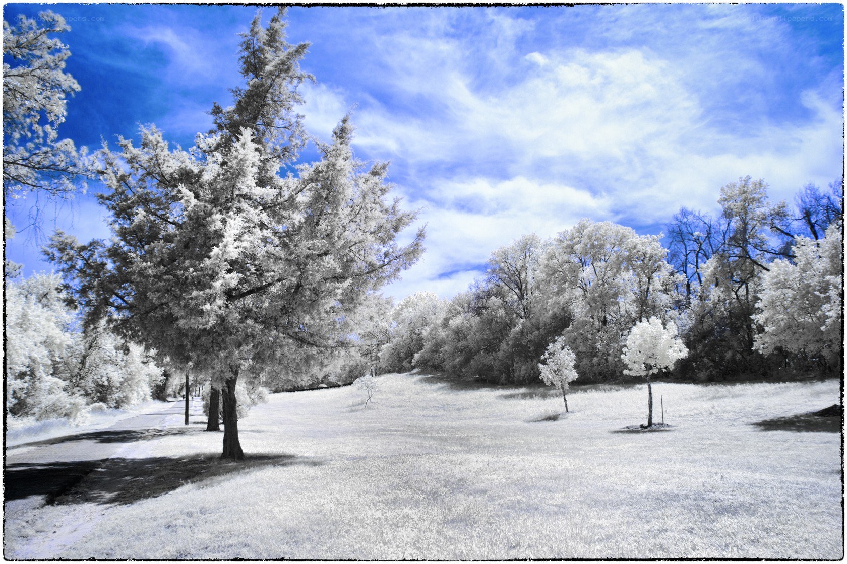 Infrared winter landscape