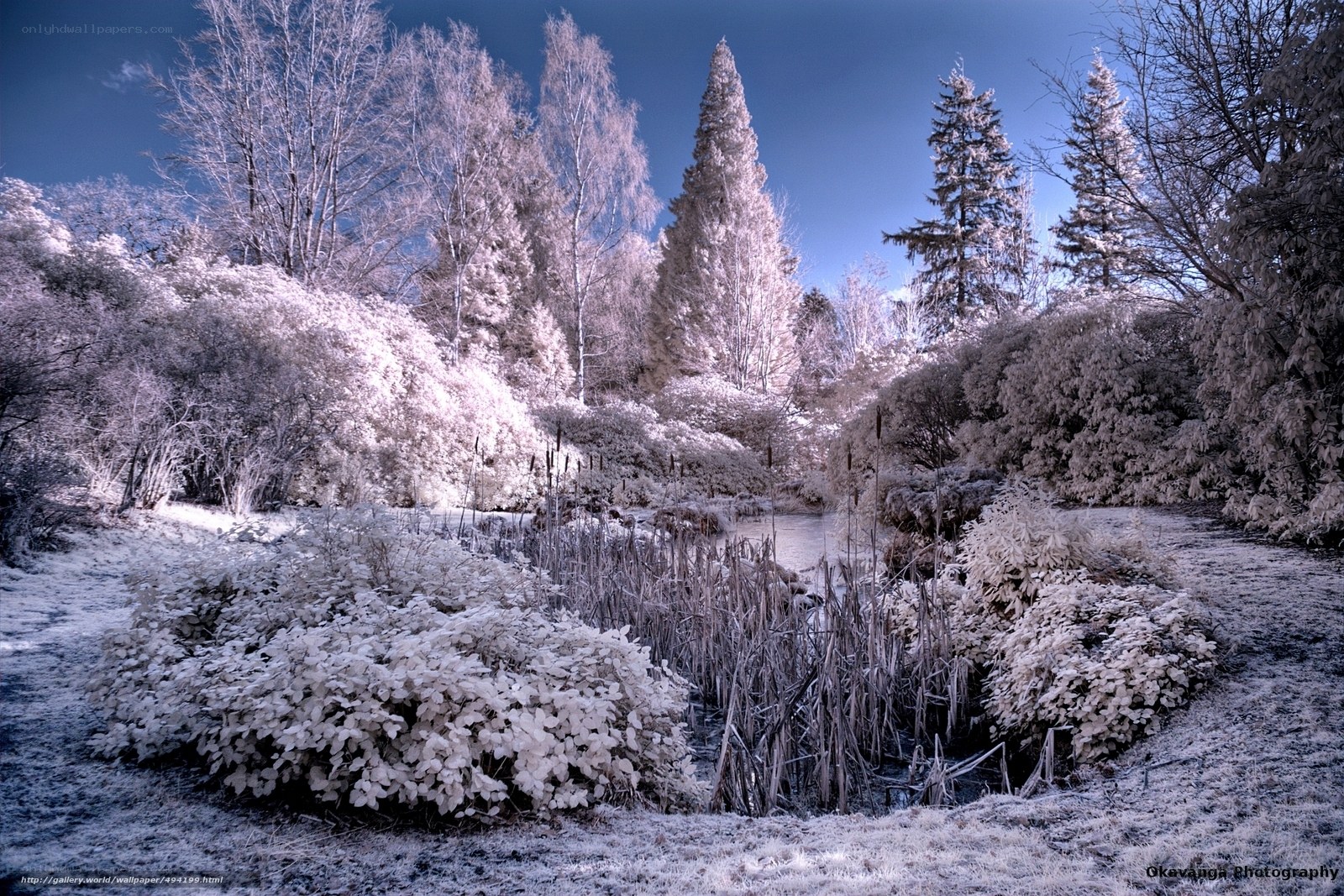Infrared winter landscape