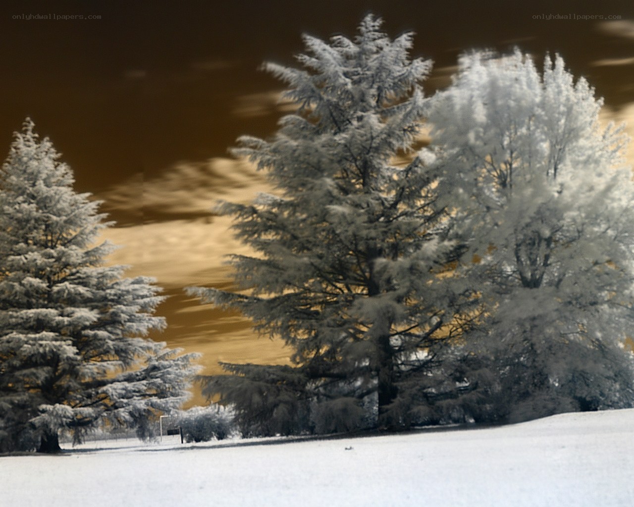 Infrared winter trees