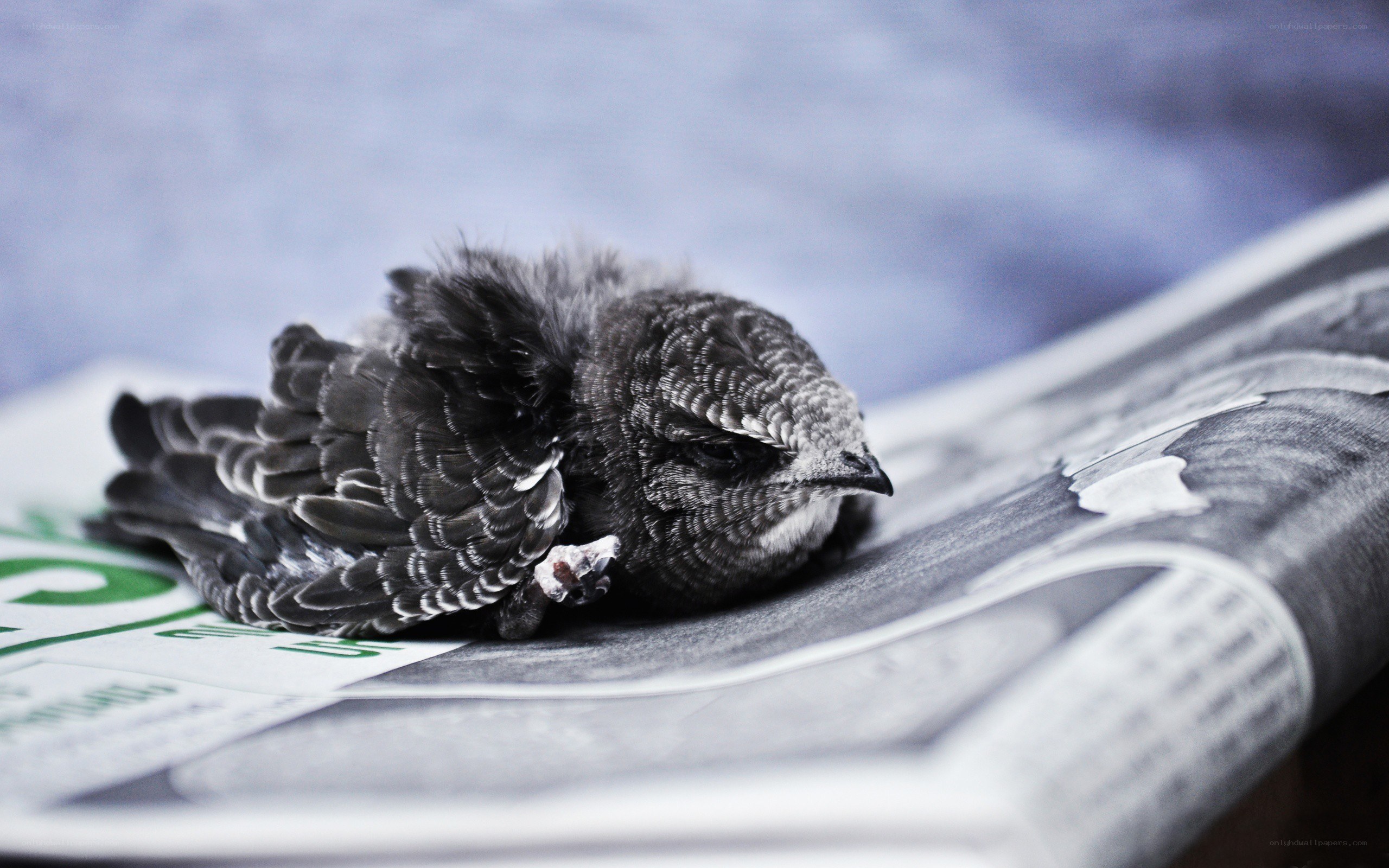 injured bird on newspaper