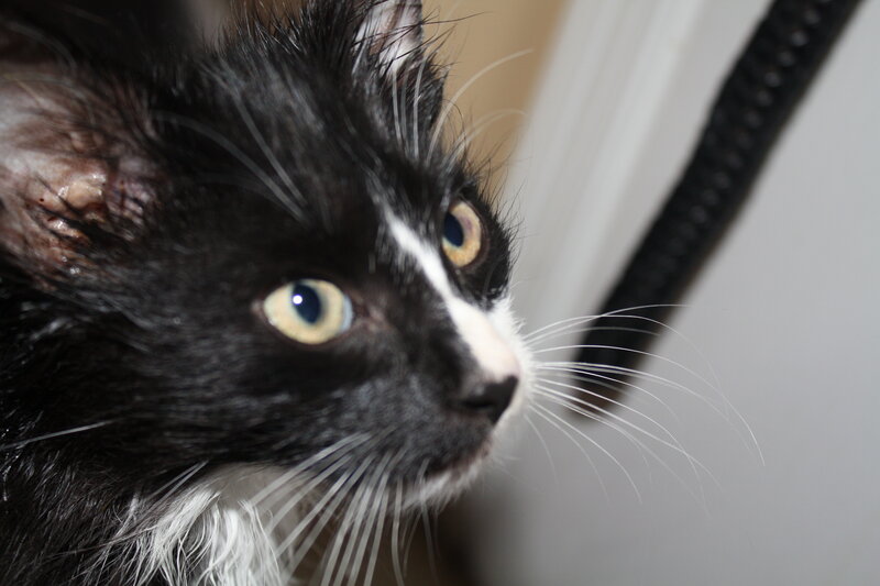 injured black and white cat