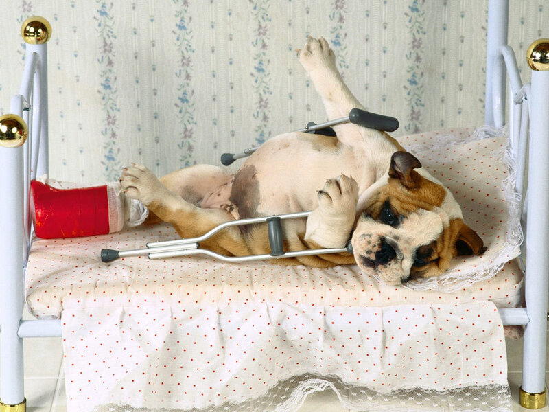 injured bulldog on bed