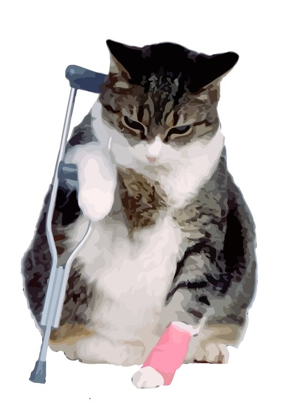 injured cat with crutch