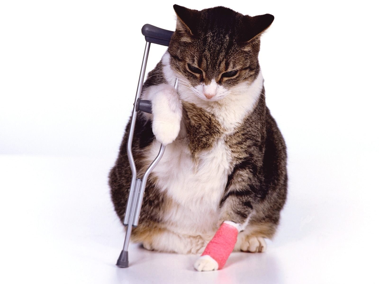 injured cat with crutch