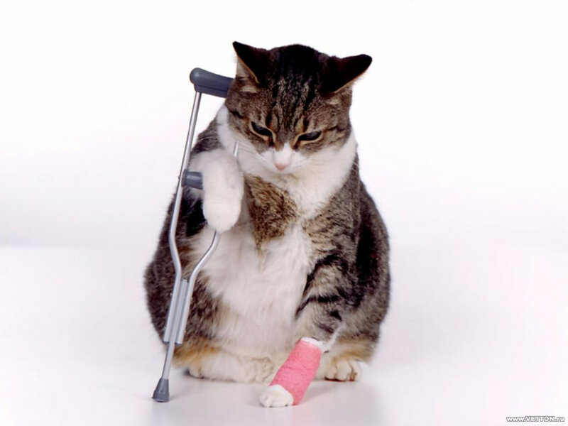 injured cat with crutch