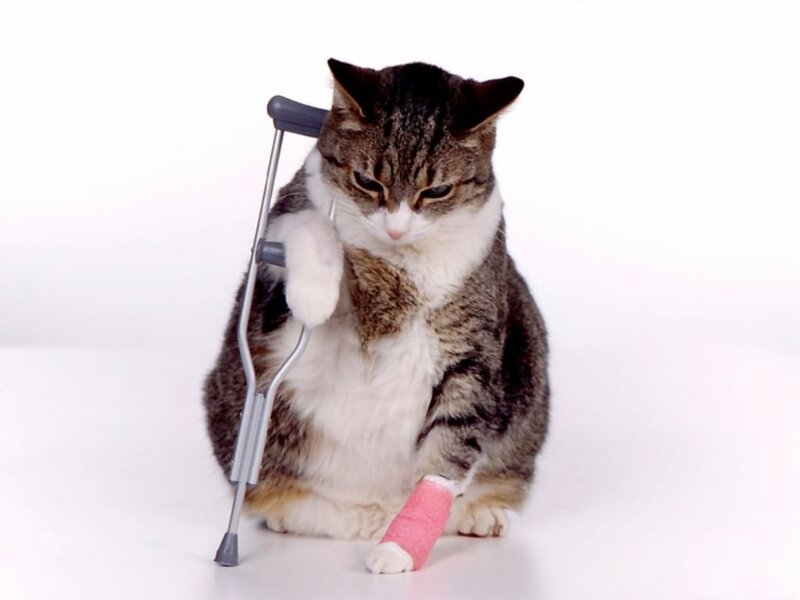 injured cat with crutches