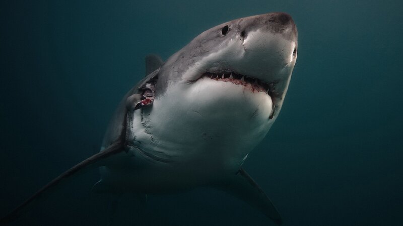 Injured Great White Shark
