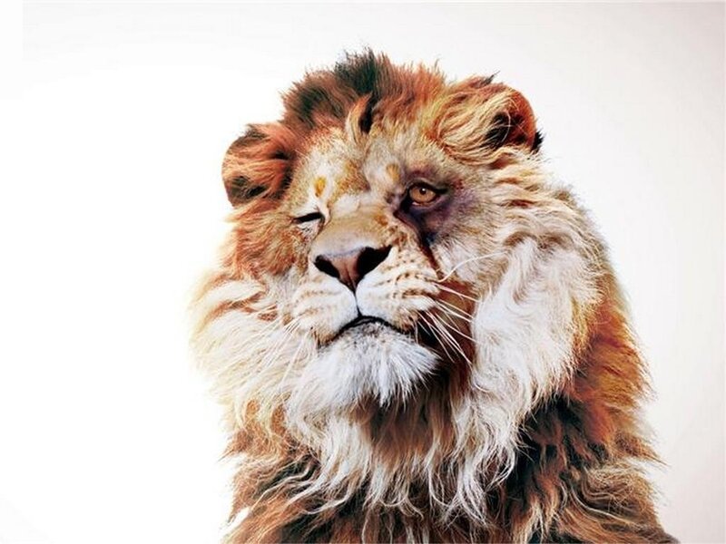injured lion with swollen eye