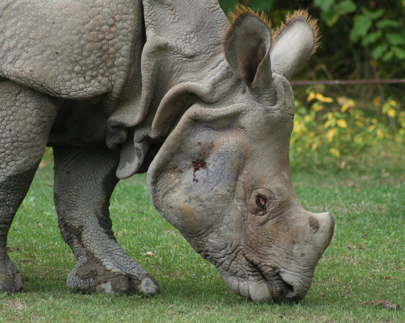 Injured rhinoceros grazing