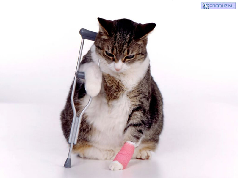 Injured Tabby Cat — Gray