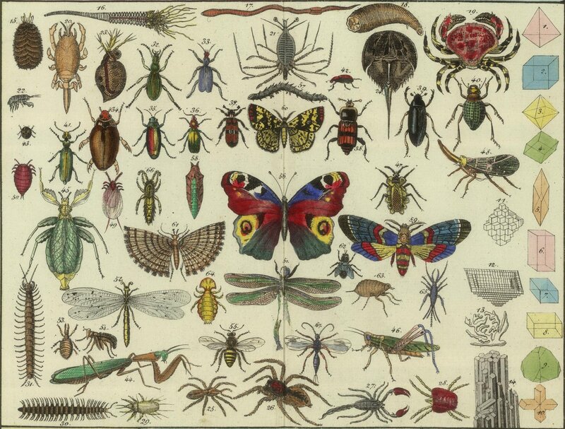 Insect and arthropod illustration
