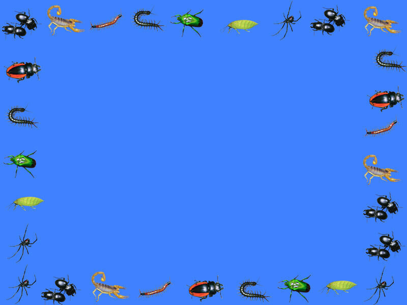 insect border on blue background