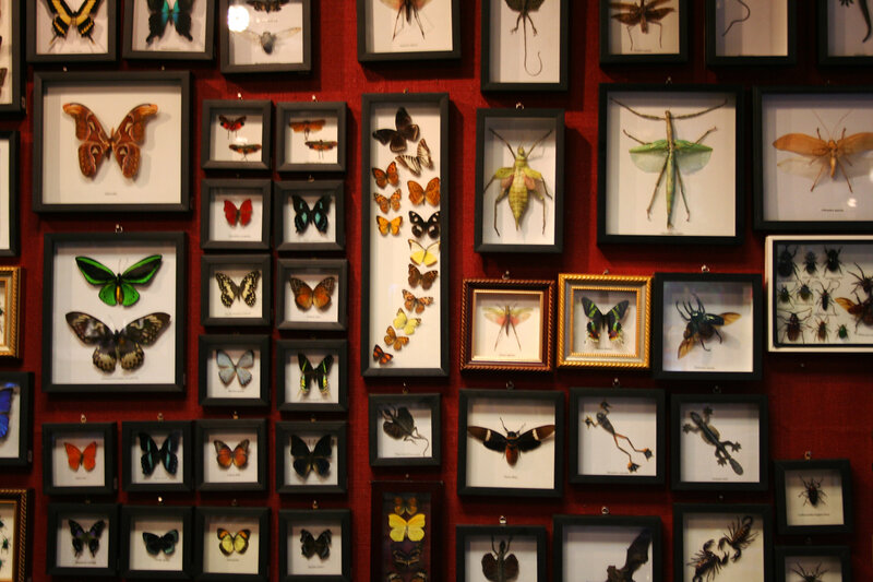 Insect collection display