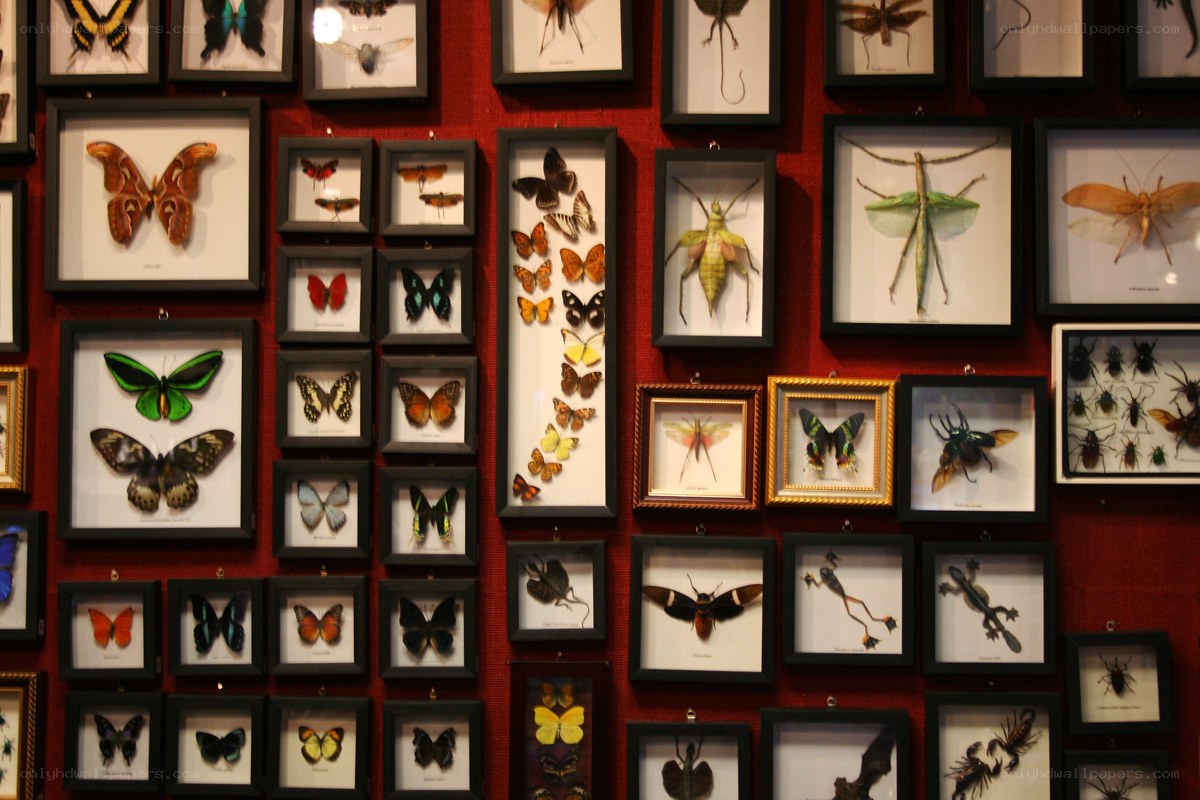 Insect collection display