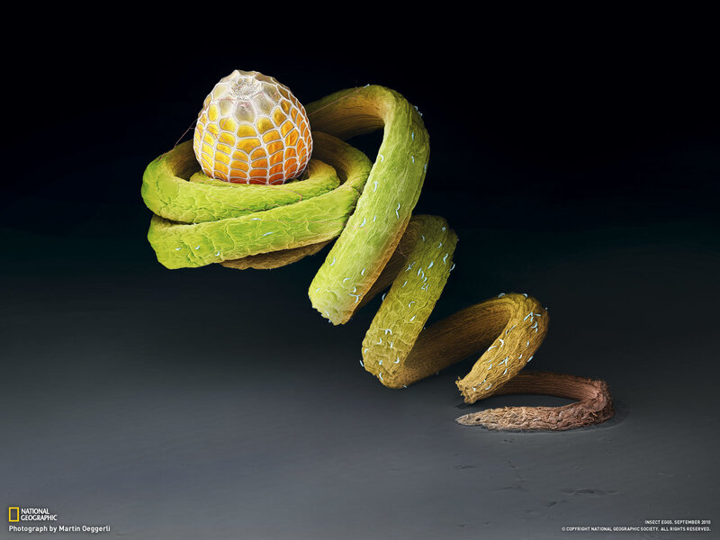 Insect egg on a plant stem