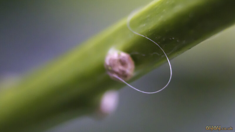 Insect Egg on Plant Stem
