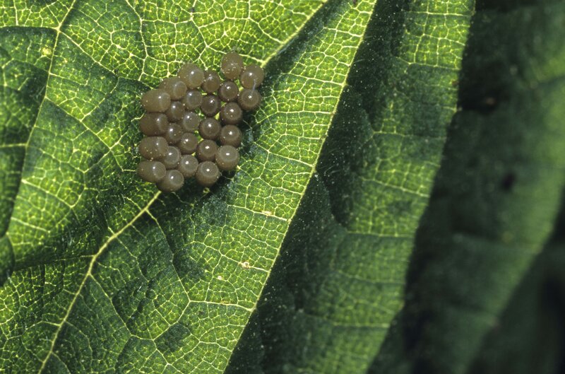 Insect eggs on a leaf