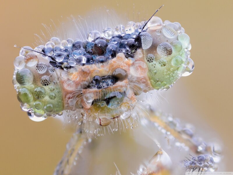 Insect Head with Water Droplets — Green