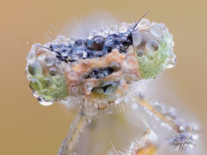 Insect Head with Water Droplets