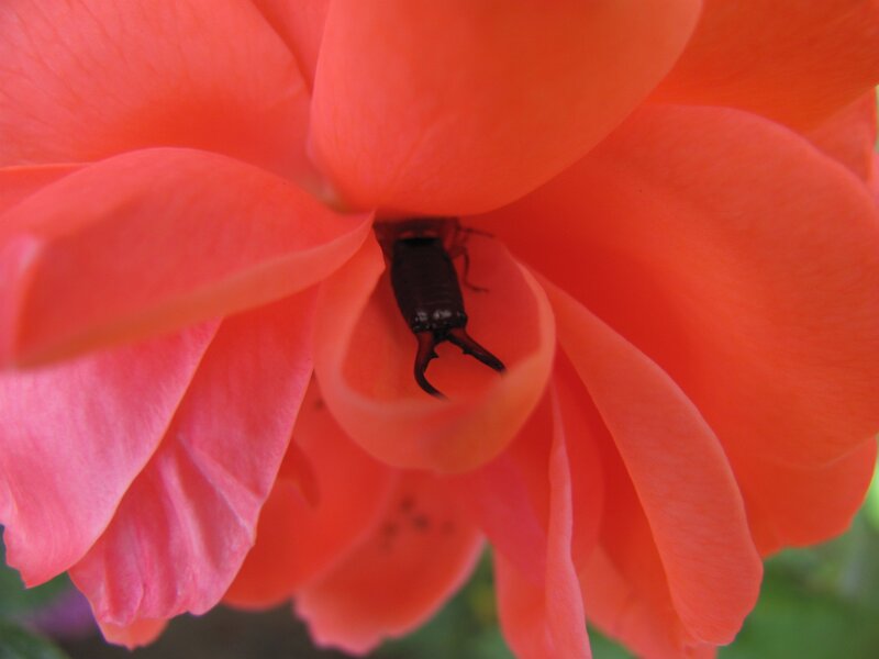 Insect in a pink rose