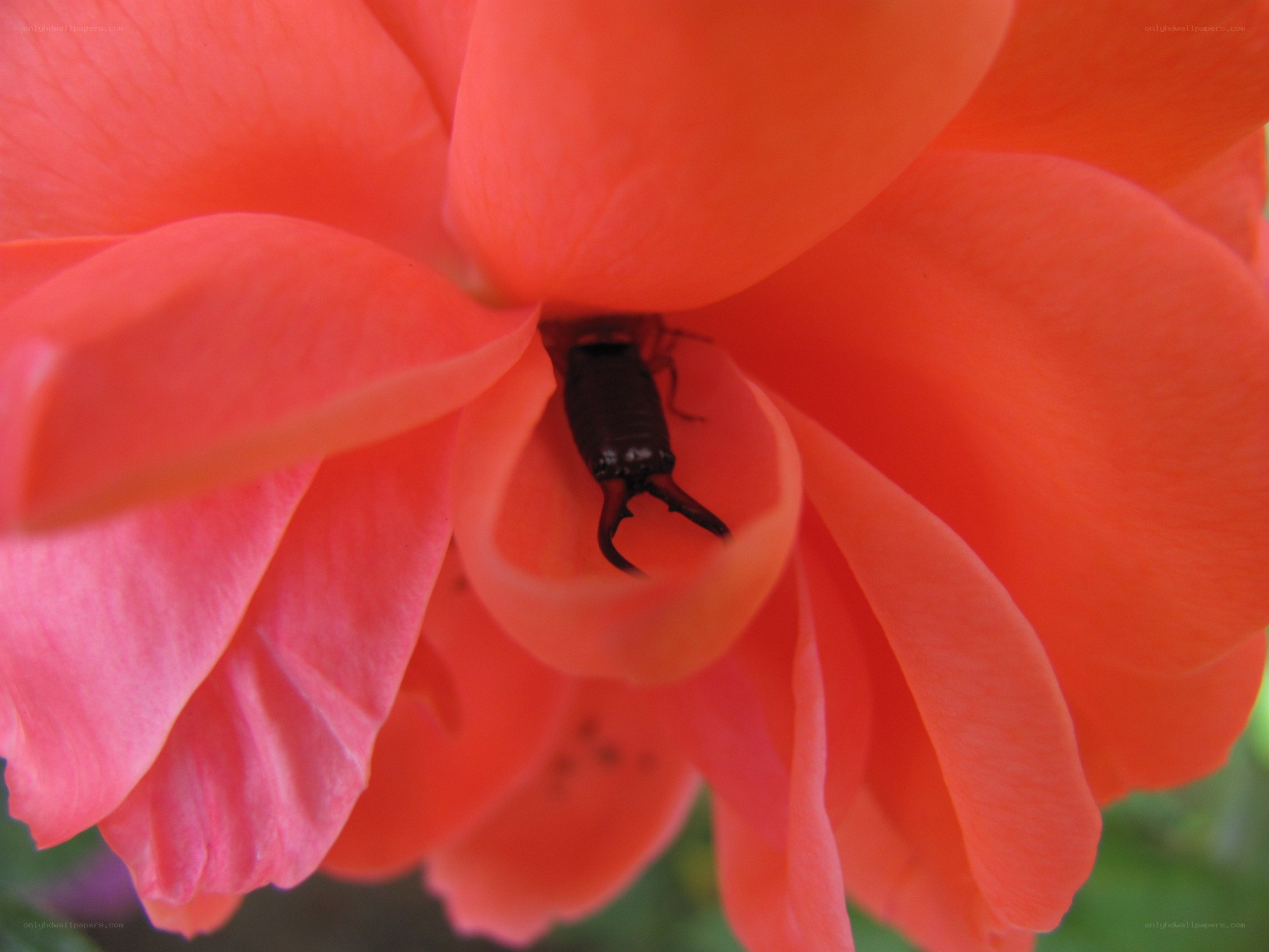 Insect in a pink rose