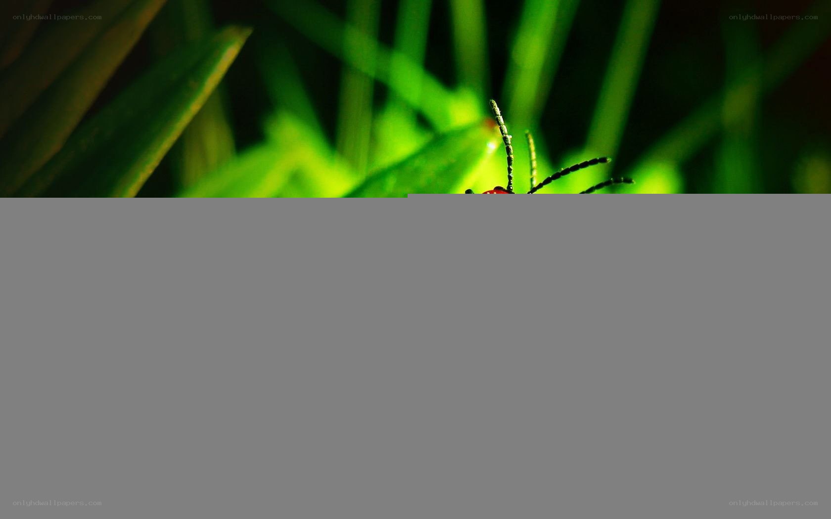 insect in green foliage