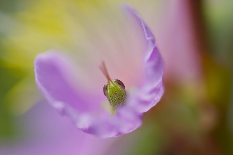 Insect in Purple Flower