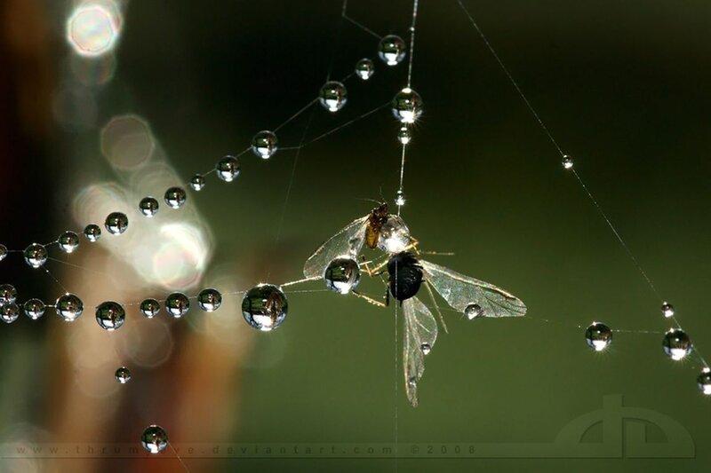 Insect in Spider Web