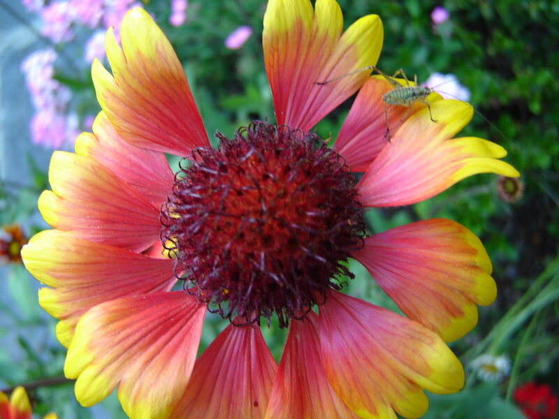insect on a colorful flower