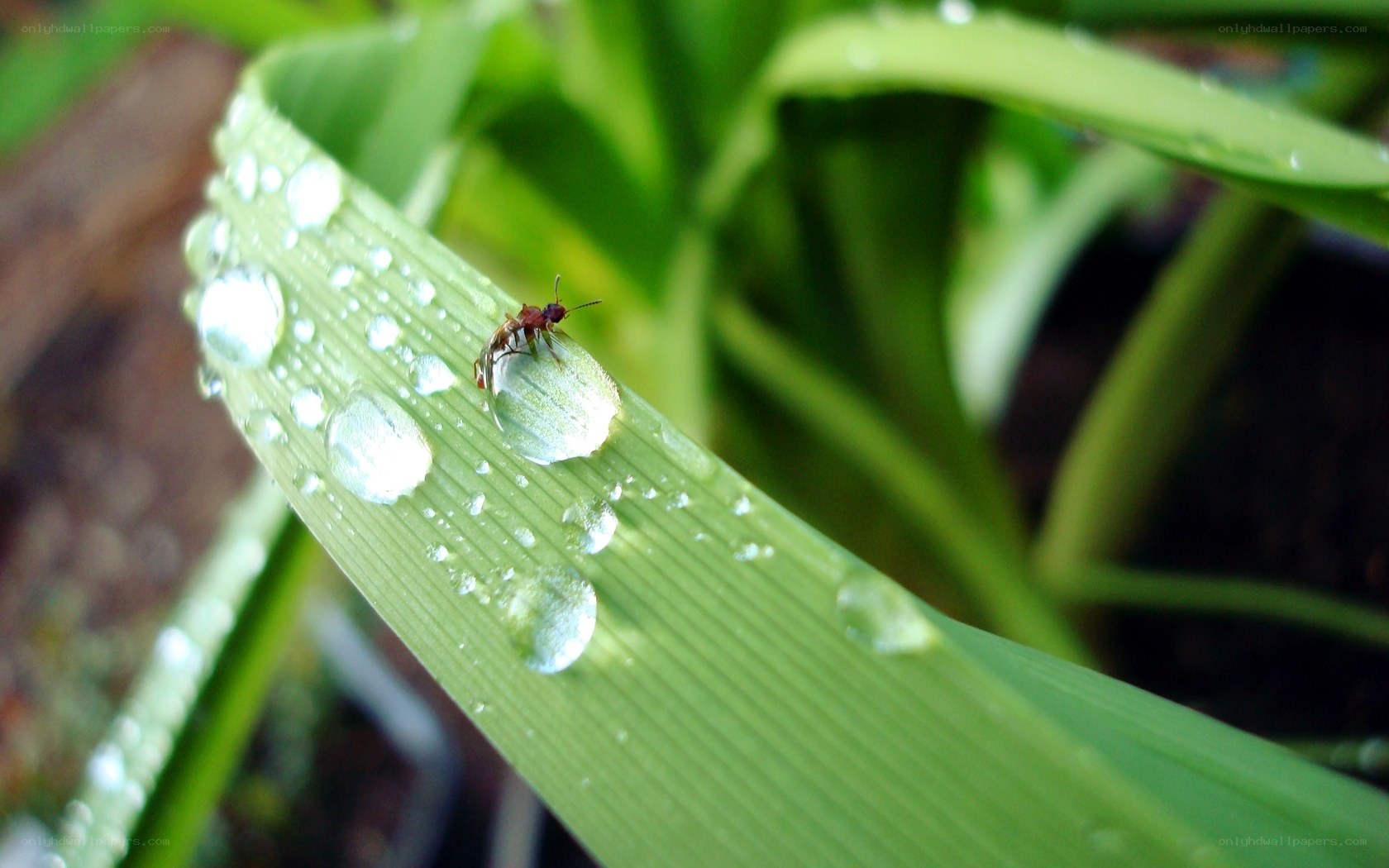 Insect on a dew-covered leaf