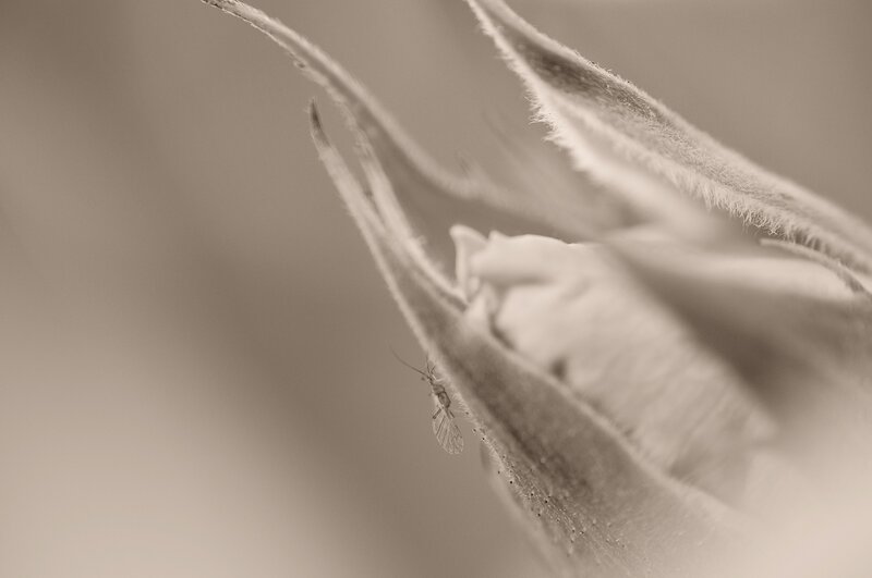 Insect on a flower bud