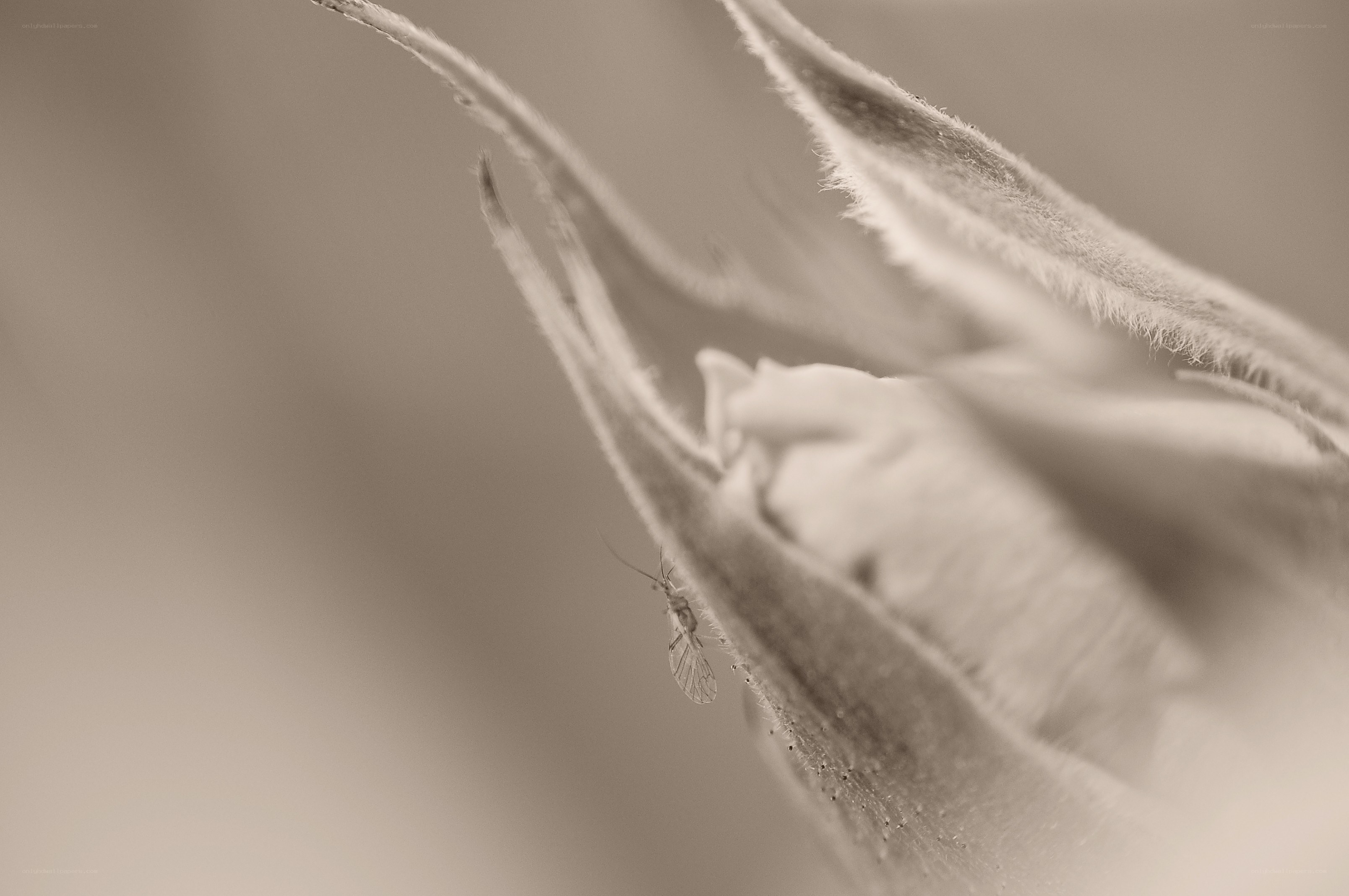 Insect on a flower bud