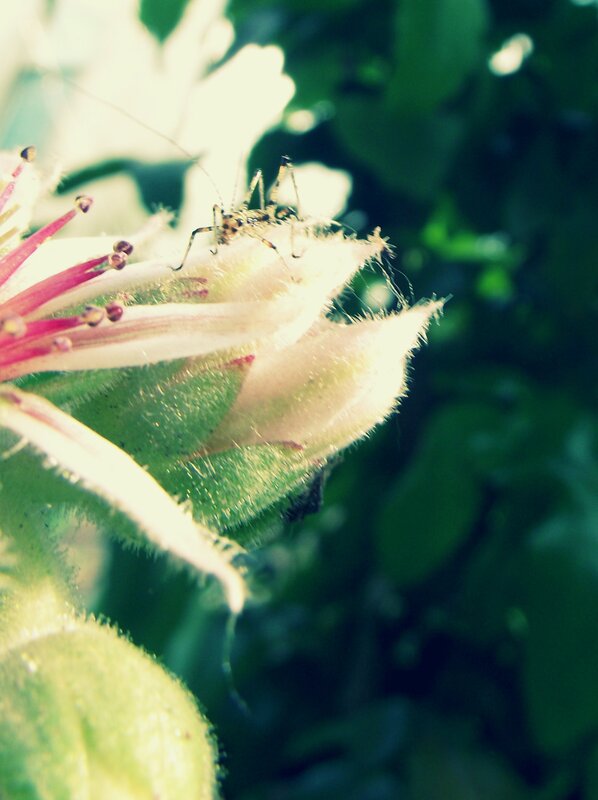 insect on a flower bud