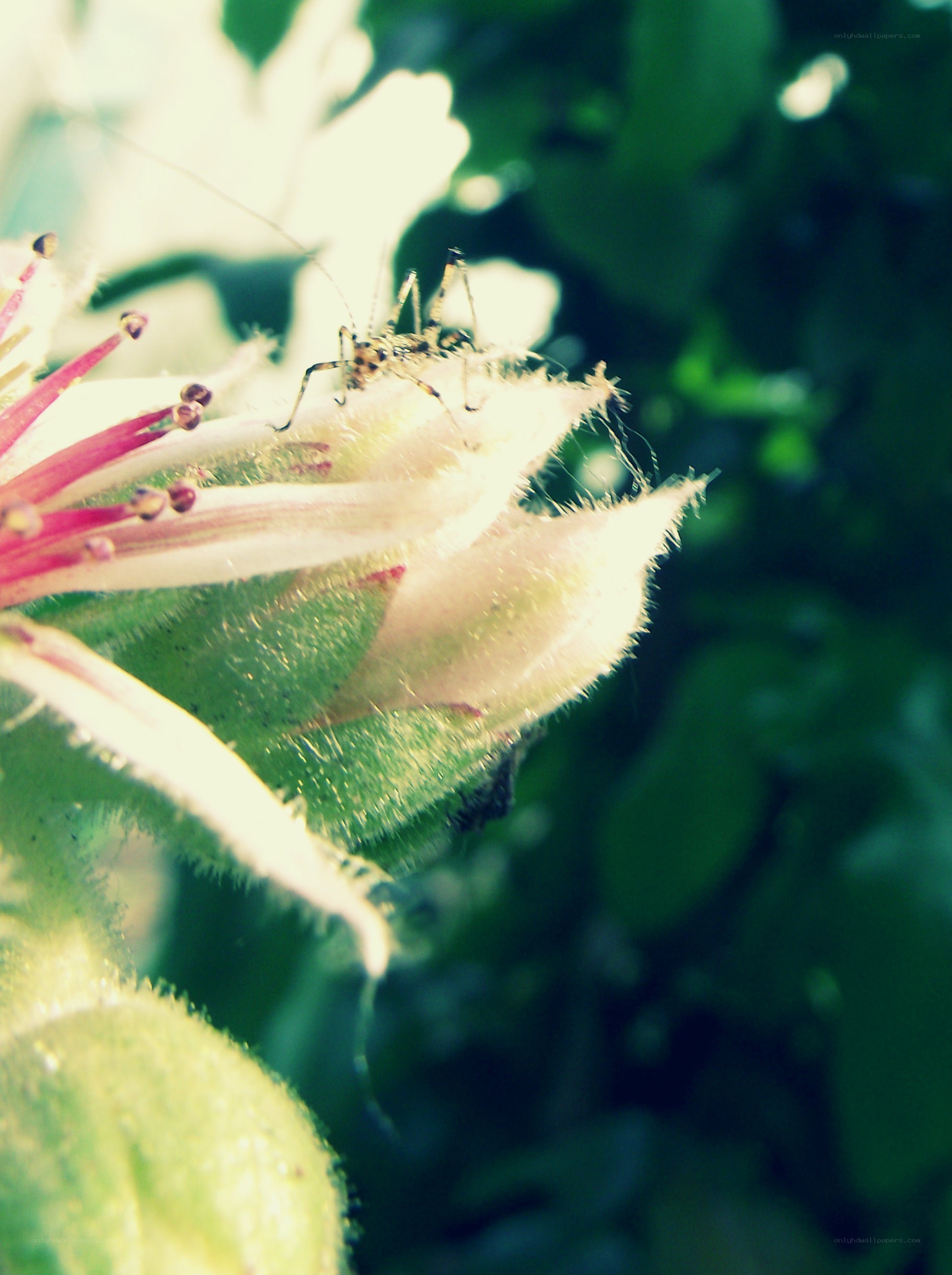 insect on a flower bud