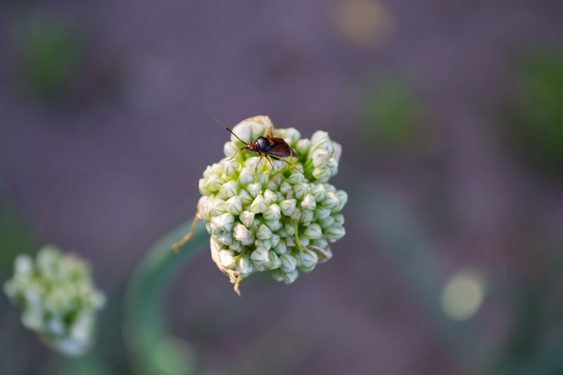insect on a flower bud