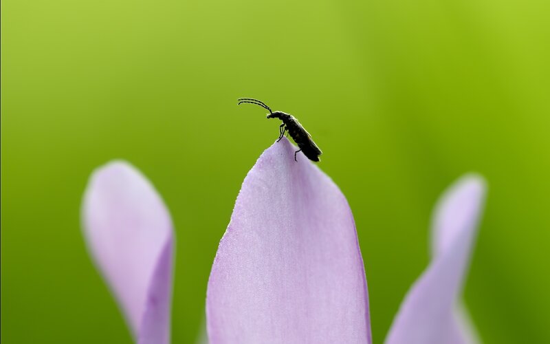 Insect on a flower petal