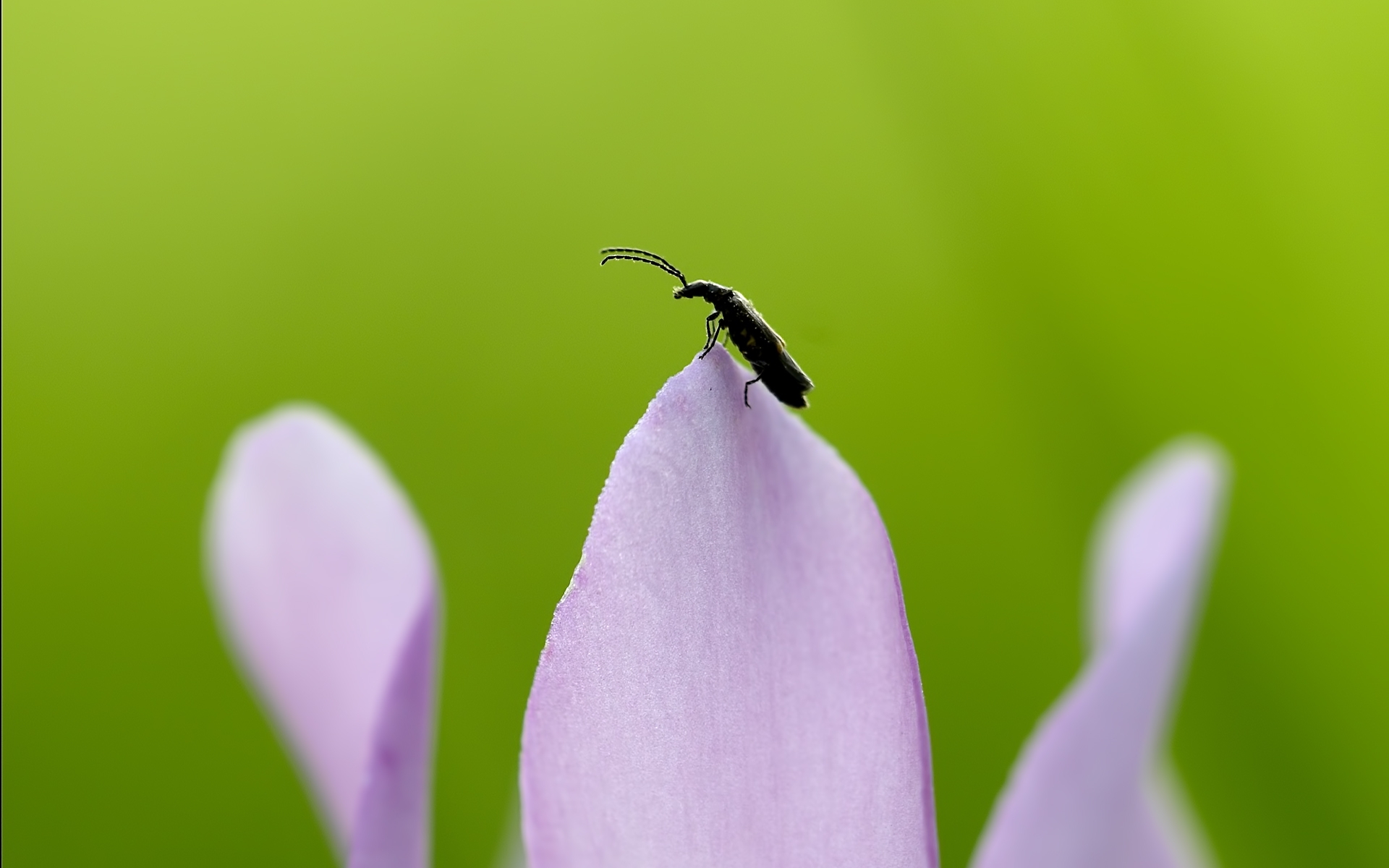 Insect on a flower petal